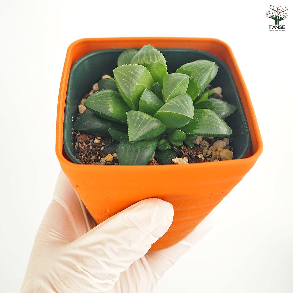 38d ハオルチア　多肉植物　龍脈寿　自家繁殖 ハオルチア 寿 【多肉植物 3.5号】｜ 【植物のITANSE