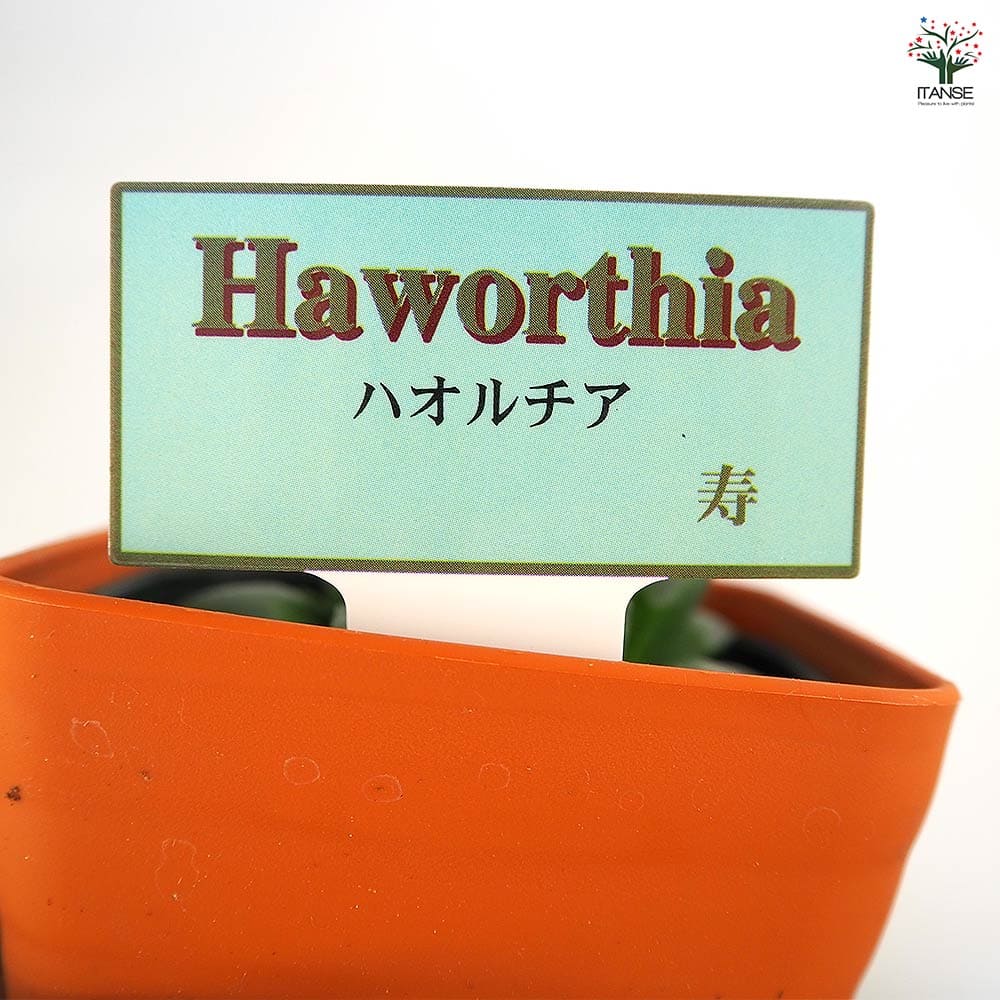 ハオルチア 寿 【多肉植物 3.5号】| 【植物のITANSE ハオルチア 寿 【多肉植物 3.5号】| 【植物のITANSE