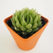 ハオルチア 青雲の舞 【多肉植物 3.5号】|多肉植物