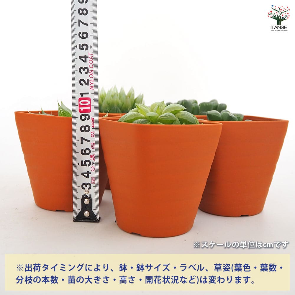 ハオルチア 青雲の舞 【多肉植物 3.5号】｜ 【植物のITANSE