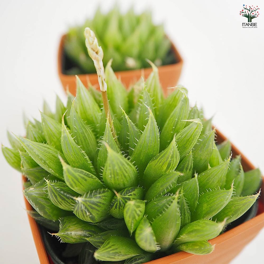 ハオルチア 青雲の舞 【多肉植物 3.5号】｜ 【植物のITANSE