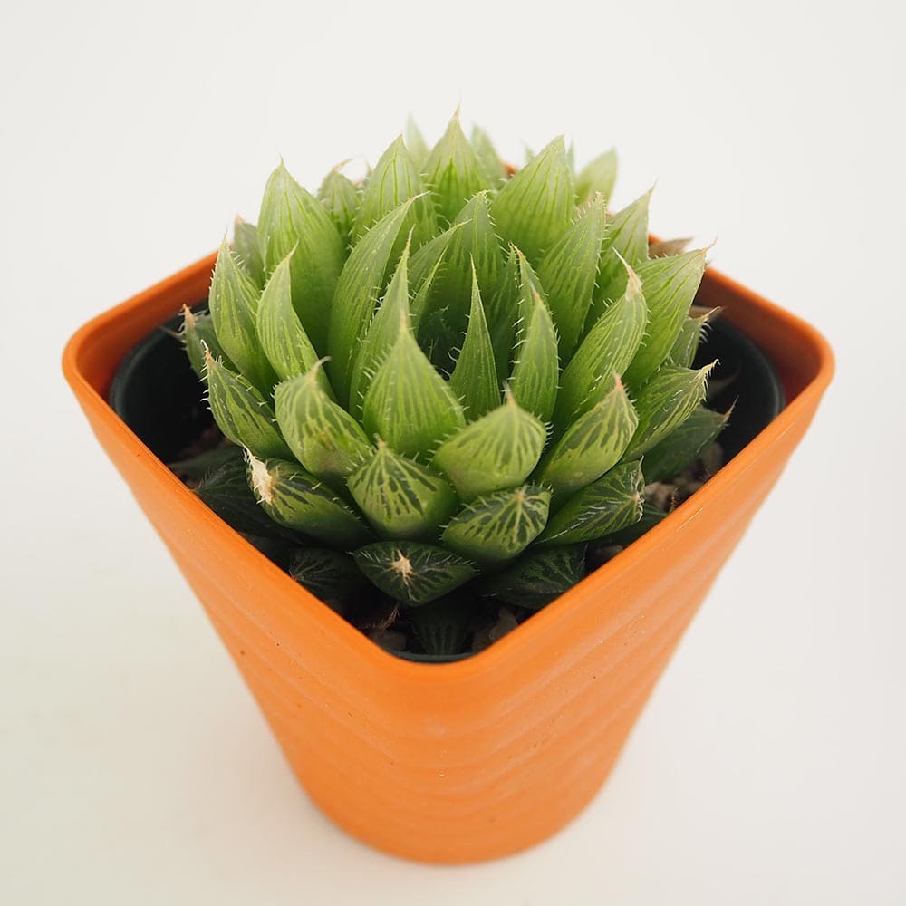 ハオルチア 青雲の舞 【多肉植物 3.5号】