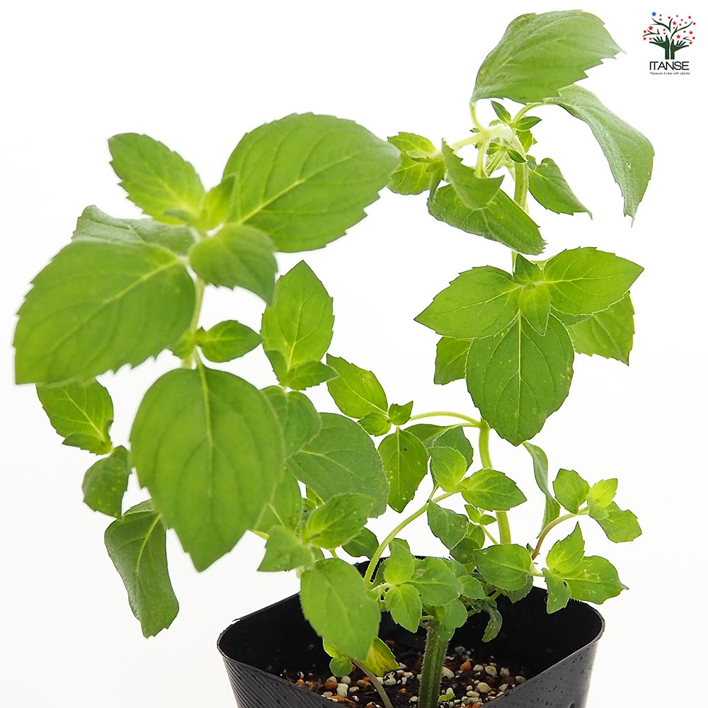 ミント レモン 【ハーブの苗 3号】｜ 【植物のITANSE】全品送料
