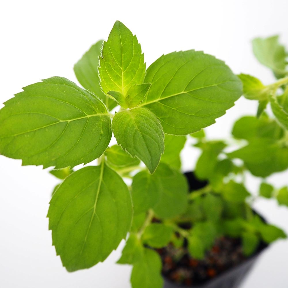 レモンミント苗 000000013381-01-l.jpg?t=