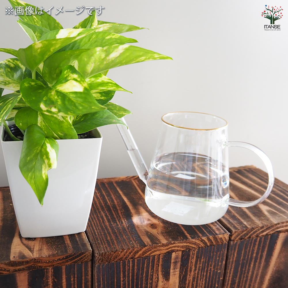 水差し ガラスポット プディング 【水やりグッズ ／1個売り】｜ 【植物