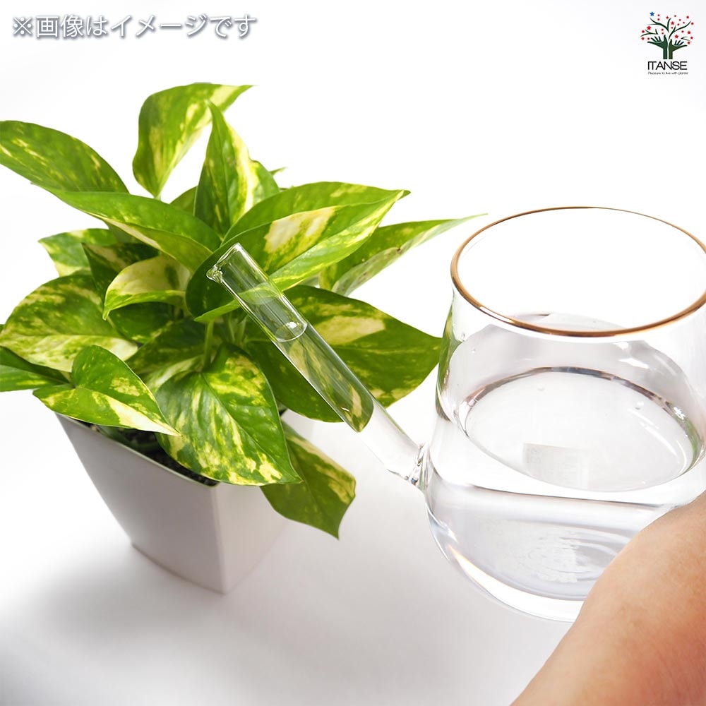 水差し ガラスポット プディング 【水やりグッズ ／1個売り】｜ 【植物