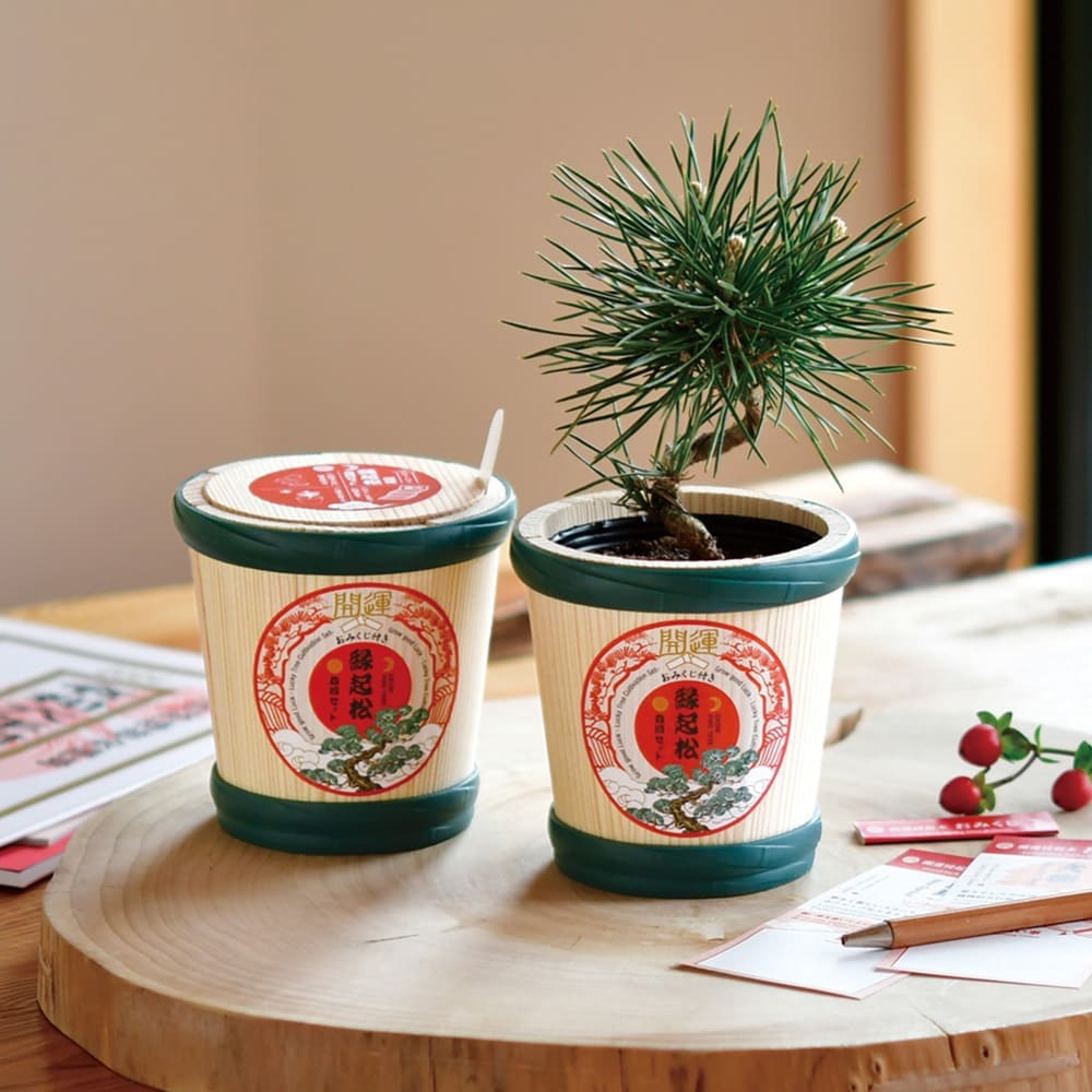 かっぱ隊長さん専用　松盆栽 複数セット かっぱ隊長さん専用 松盆栽 複数セット