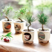 栽培セット JAPANESE BONSAI|栽培セット