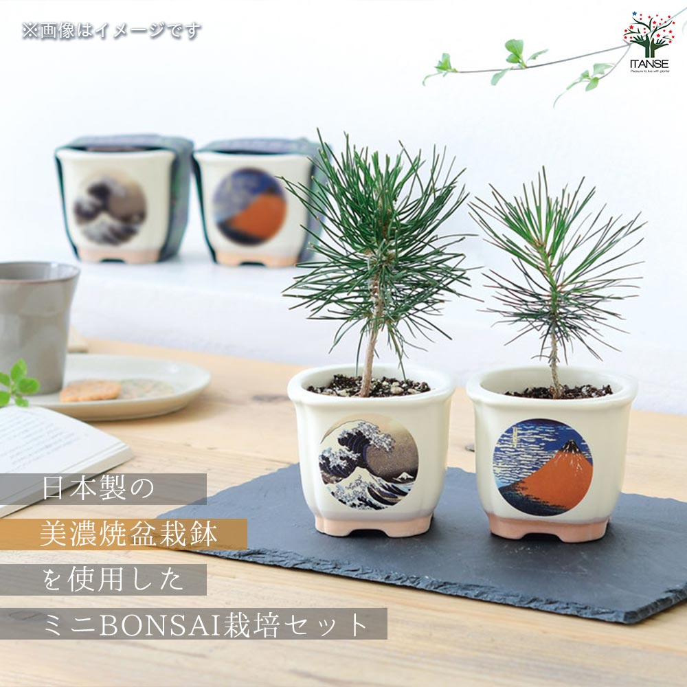 栽培セット JAPANESE BONSAI｜ 【植物のITANSE】全品送料無料