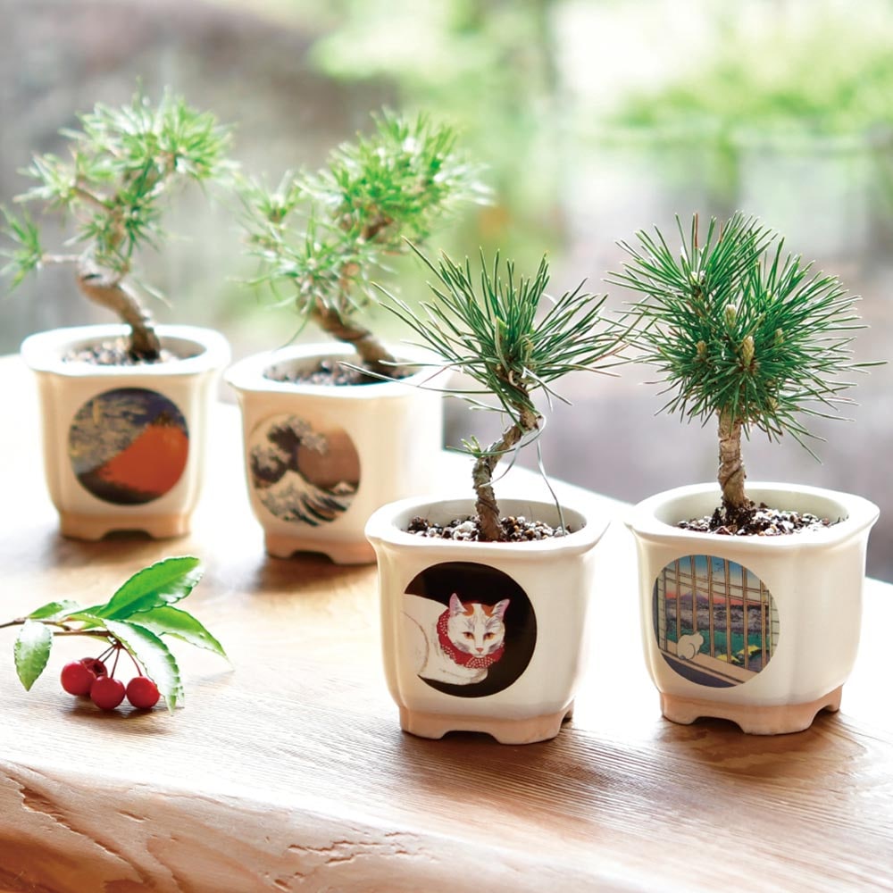 栽培セット JAPANESE BONSAI｜ 【植物のITANSE】全品送料無料