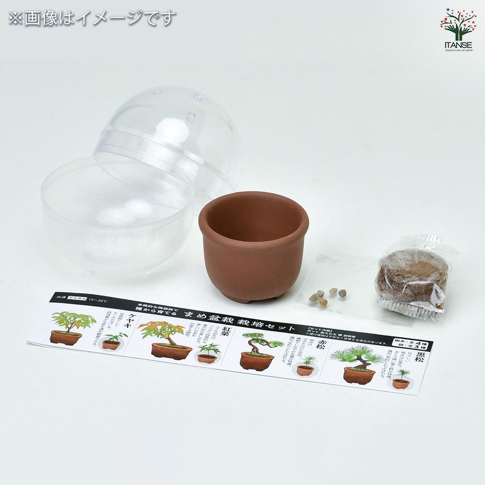 栽培セット 育てるカプセルまめ盆栽｜ 【植物のITANSE】全品送料