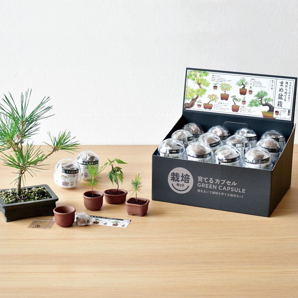 栽培セット 育てるカプセルまめ盆栽