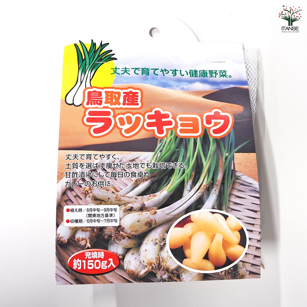鳥取産ラッキョウ  【野菜球根 充填時150g ／1個売り】
