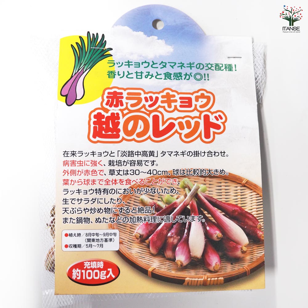 赤ラッキョウ 越のレッド 【野菜球根 充填時100g ／1個売り】
