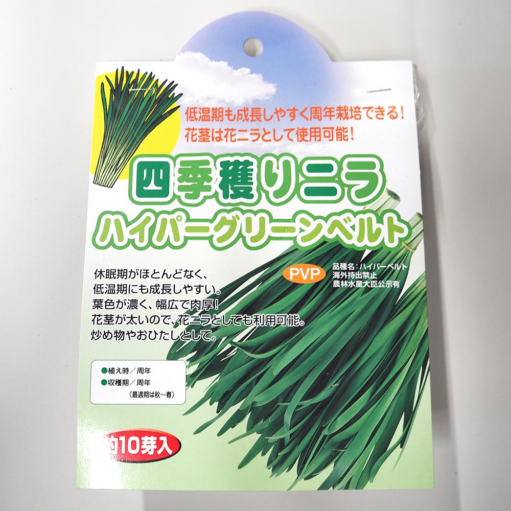 四季穫りニラ ハイパーグリーンベルト 【野菜球根 約10芽／1個売り】