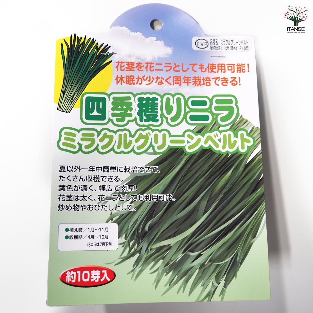 四季穫りニラ ミラクルグリーンベルト 【野菜球根 約10芽／1個売り】