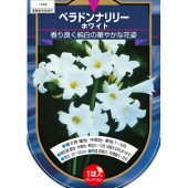 ベラドンナリリー ホワイト 【花木苗 1球】|球根類