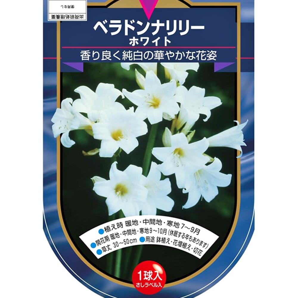 ベラドンナリリー ホワイト 【花木苗 1球】