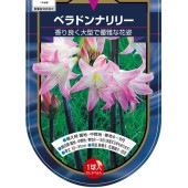 ベラドンナリリー ピンク 【花木苗 1球】|球根類
