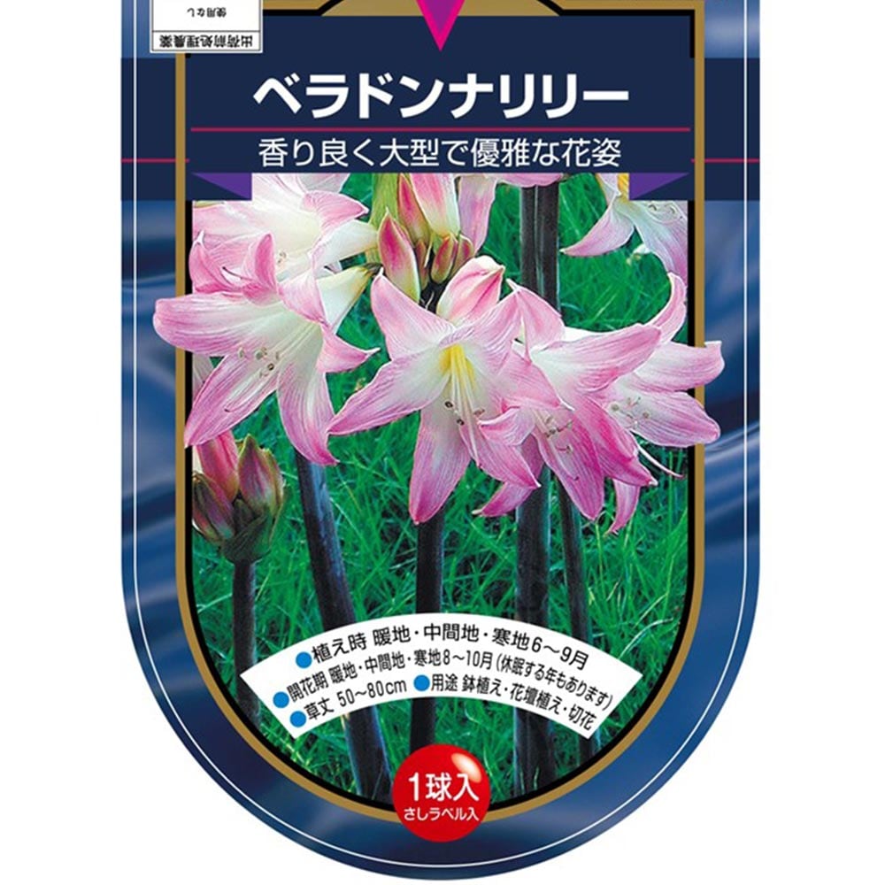 ベラドンナリリー ピンク 【花木苗 1球】