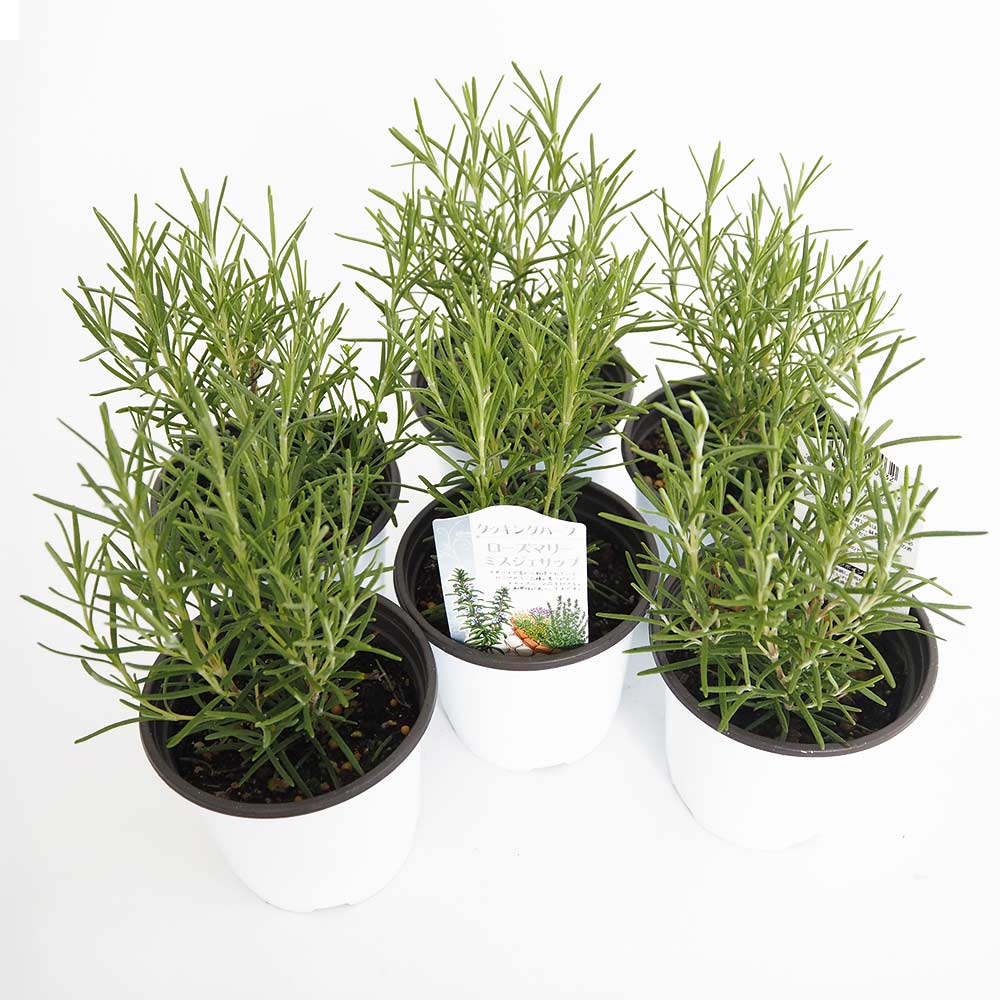 ローズマリー ミスジェサップ2個～ 【ハーブの苗 3.5号】