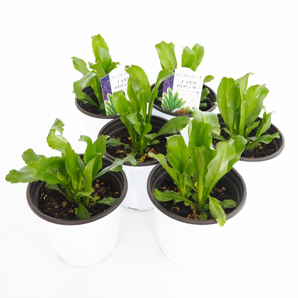 ノコギリコリアンダー2個～ 【ハーブの苗 3.5号】