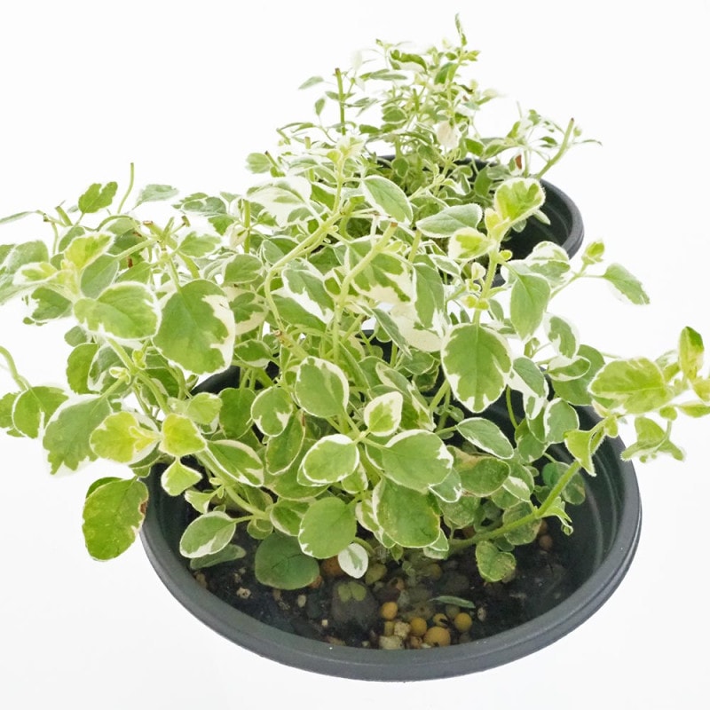 ハナミズキ レッドビューティー 【花木苗 4号 挿し木苗】｜ 【植物の