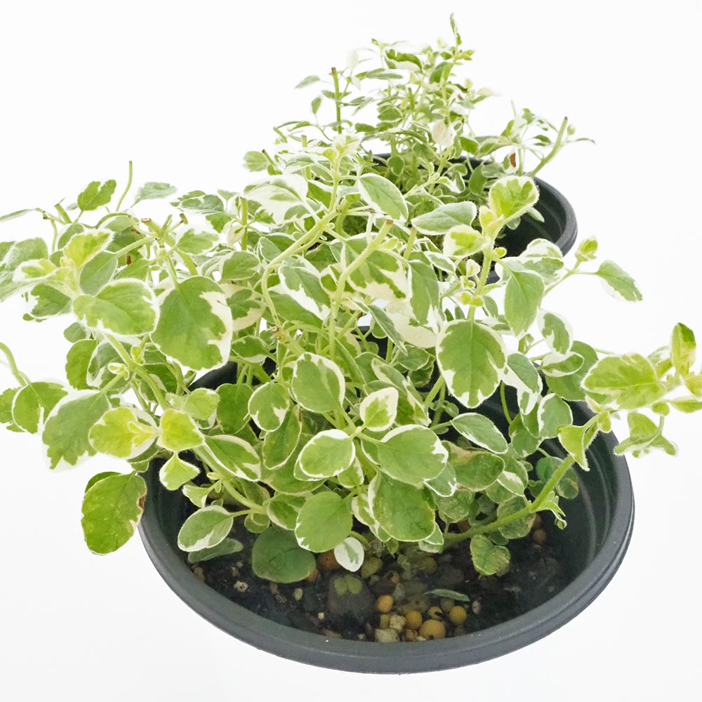 オレガノ バリエガータ2個～ 【ハーブの苗 3.5号】