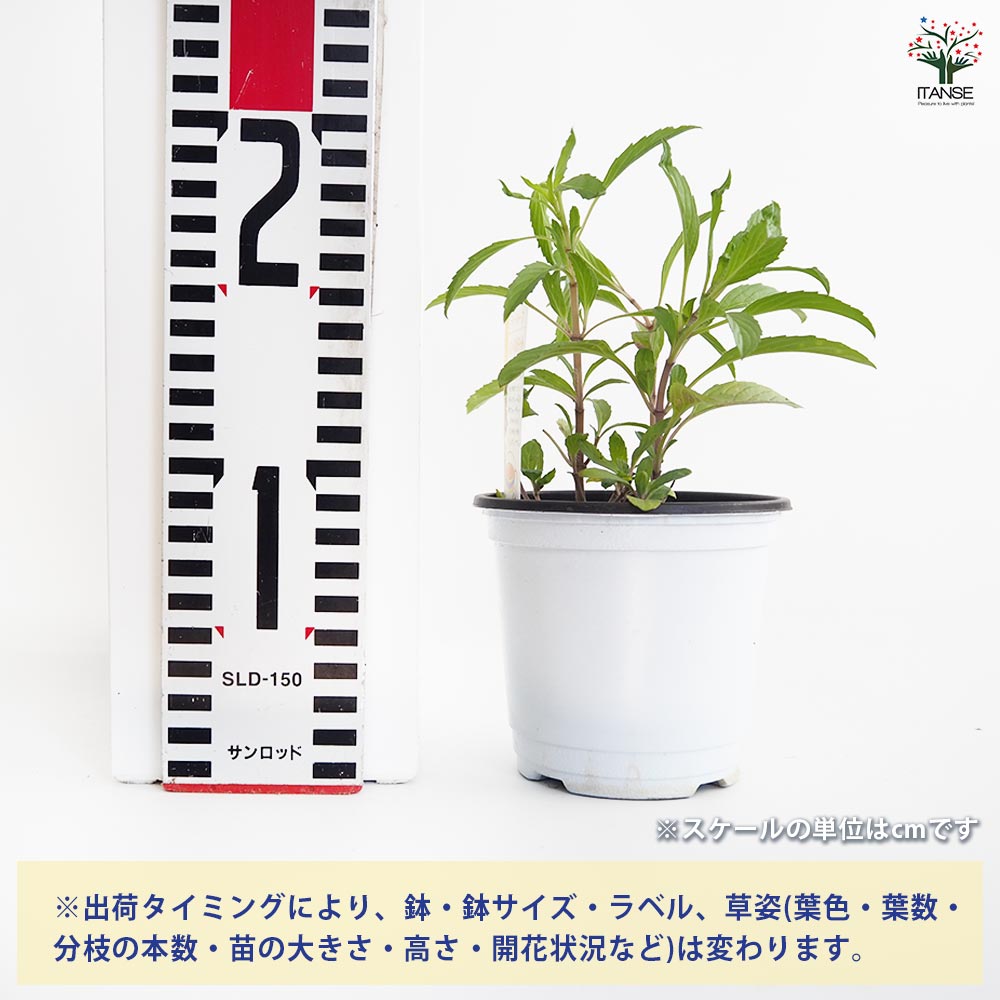 ベルガモット柑橘大苗木　レモンの横に♪ ベルガモット柑橘大苗木 レモンの横に♪ 温室栽培ベルガモット正規品 9㎏