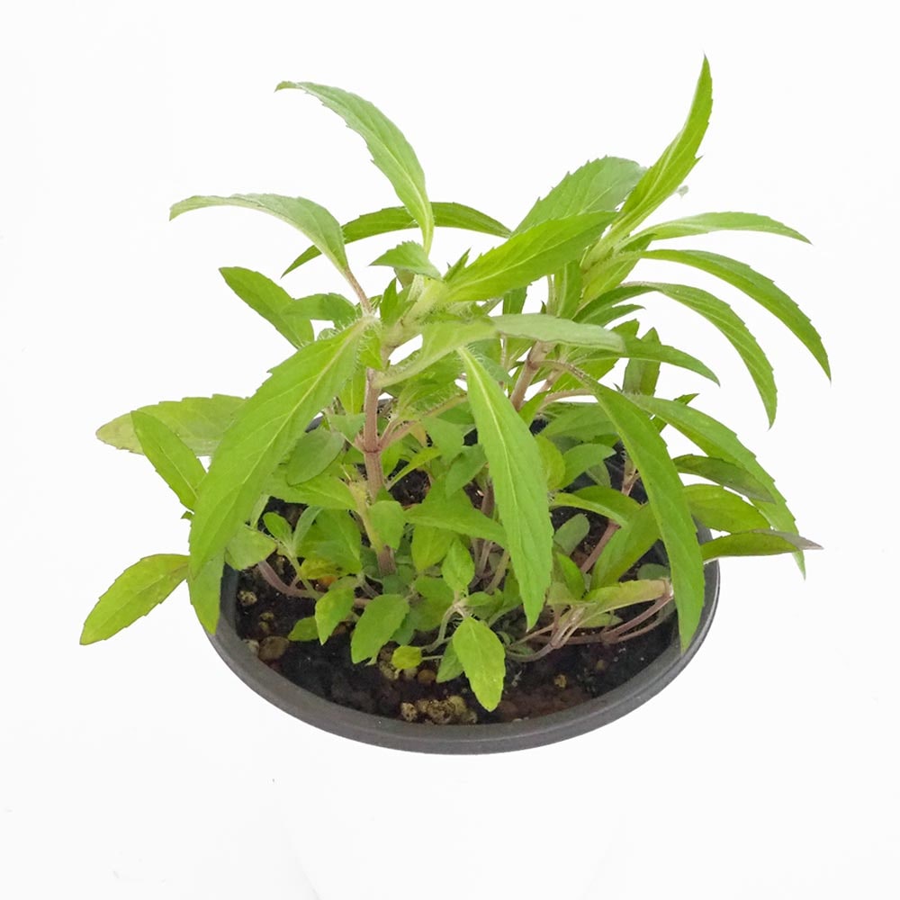 レモンベルガモット2個～ 【ハーブの苗 3.5号】