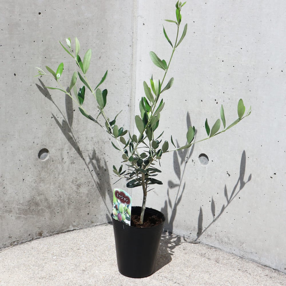 オリーブ ミッション4号黒ポット 【果樹の苗木 4号／1個売り】
