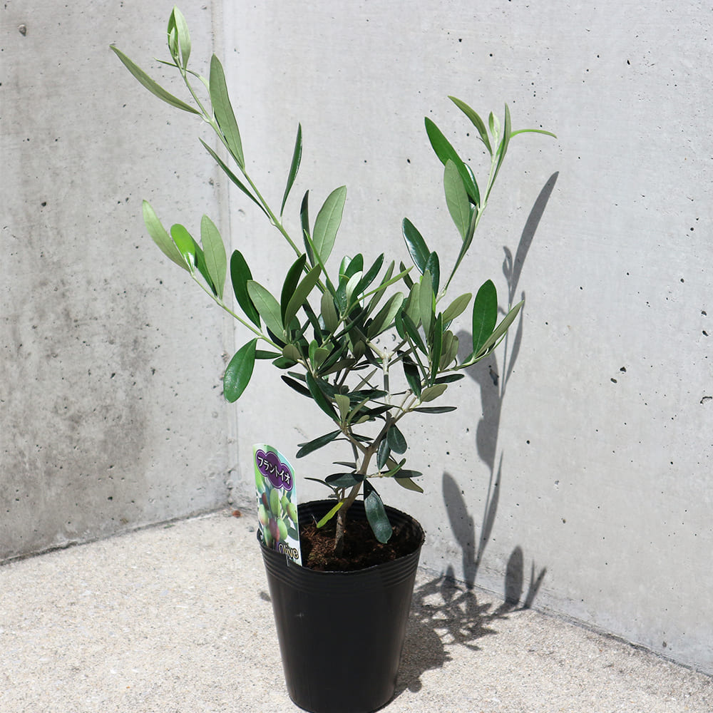 オリーブ フラントイオ4号黒ポット 【果樹の苗木 4号／1個売り】