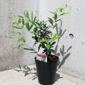 オリーブ ネバディロブランコ4号黒ポット 【果樹の苗木 4号／1個売り】|オリーブ|果樹苗