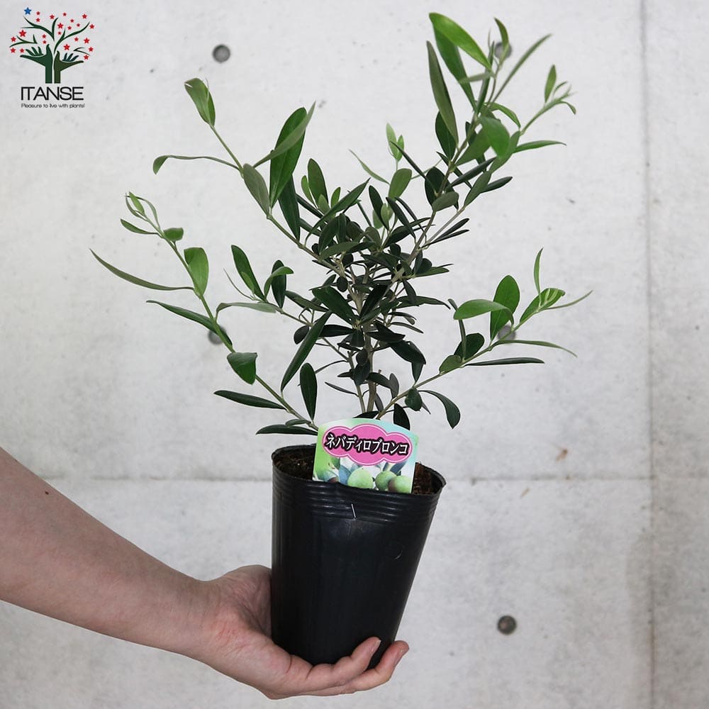 【現品】オリーブ ネバディロブランコ 5号（4） 創樹 Olive オリーブの木 5号 盆栽 SOUJU Nevadillo blanco ネバディロ
