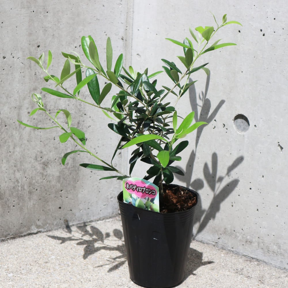 オリーブ ネバディロブランコ4号黒ポット 【果樹の苗木 4号／1個売り】