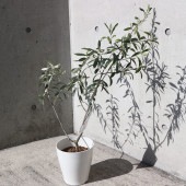 オリーブ シプレッシーノ白テーパ鉢 【果樹の苗木 6号／1個売り】|オリーブ|果樹苗