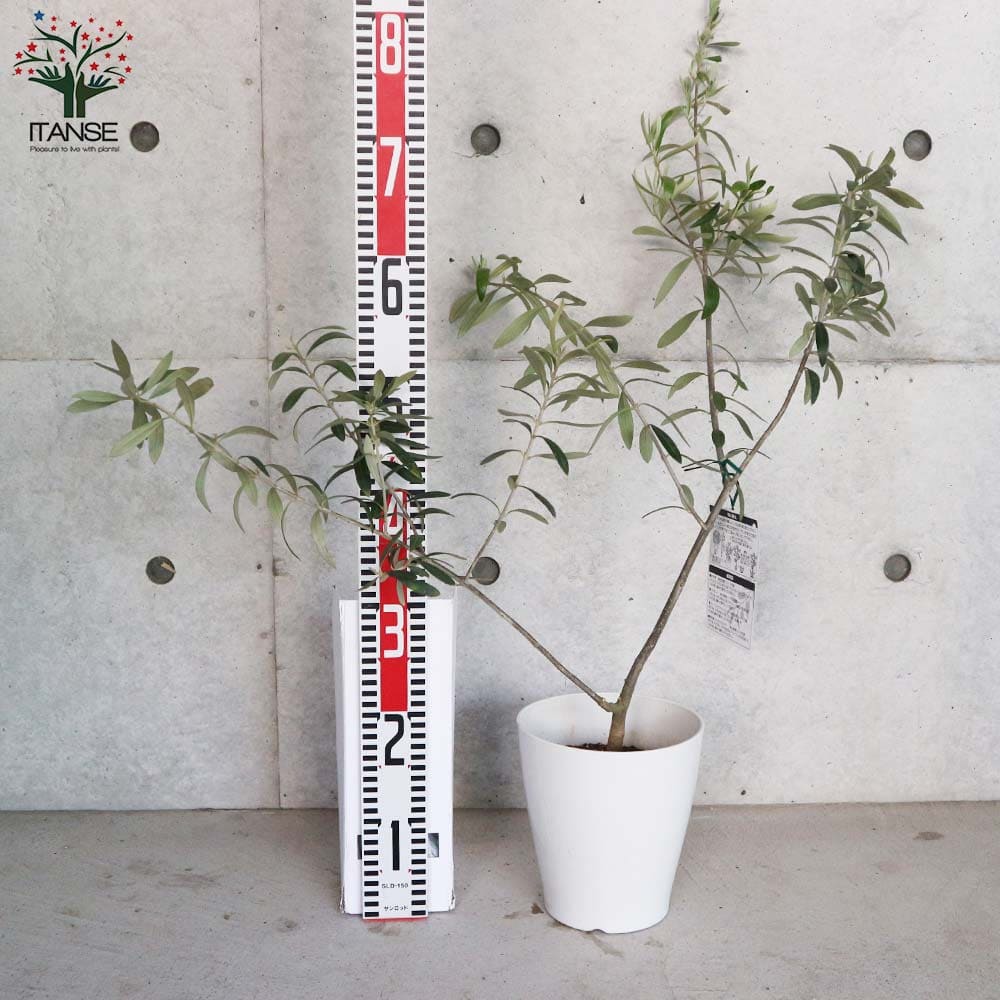 オリーブ シプレッシーノ白テーパ鉢 【果樹の苗木 6号／1個売り