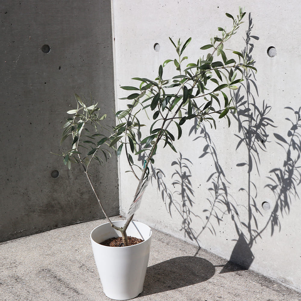 オリーブ シプレッシーノ白テーパ鉢 【果樹の苗木 6号／1個売り】