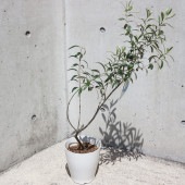 オリーブ ワンセブンセブン白テーパ鉢 【果樹の苗木 6号／1個売り】|オリーブ|果樹苗