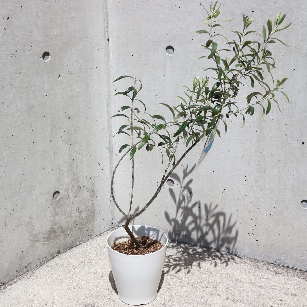 オリーブ ワンセブンセブン白テーパ鉢 【果樹の苗木 6号／1個売り】