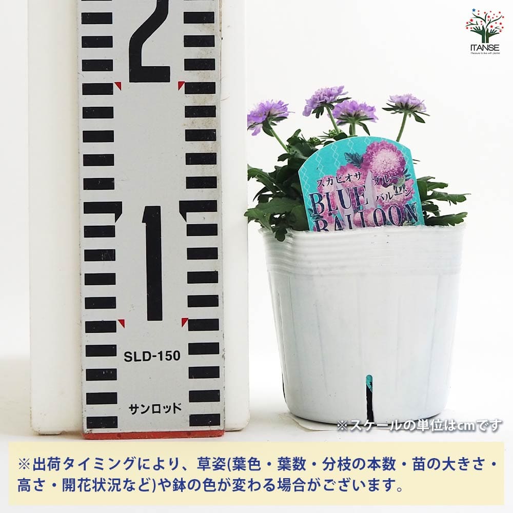 スカビオサ ブルーバルーン 【花苗 3.5号】｜ 【植物のITANSE