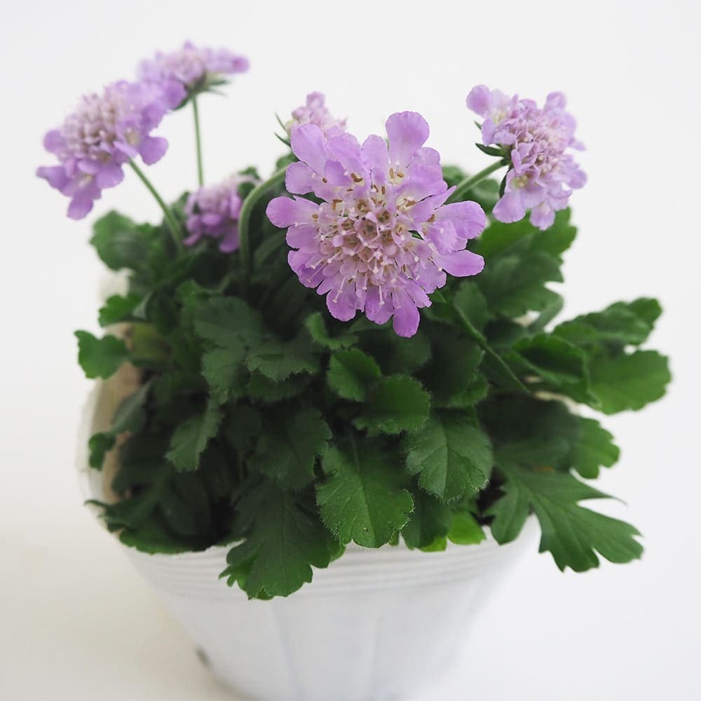 スカビオサ ブルーバルーン 【花苗 3.5号】