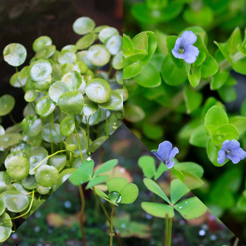 ウォーターシリーズ 3品種セット 【花苗 3号】｜ 【植物のITANSE