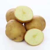 じゃがいもの種芋 とうや 【野菜種芋 】|種子
