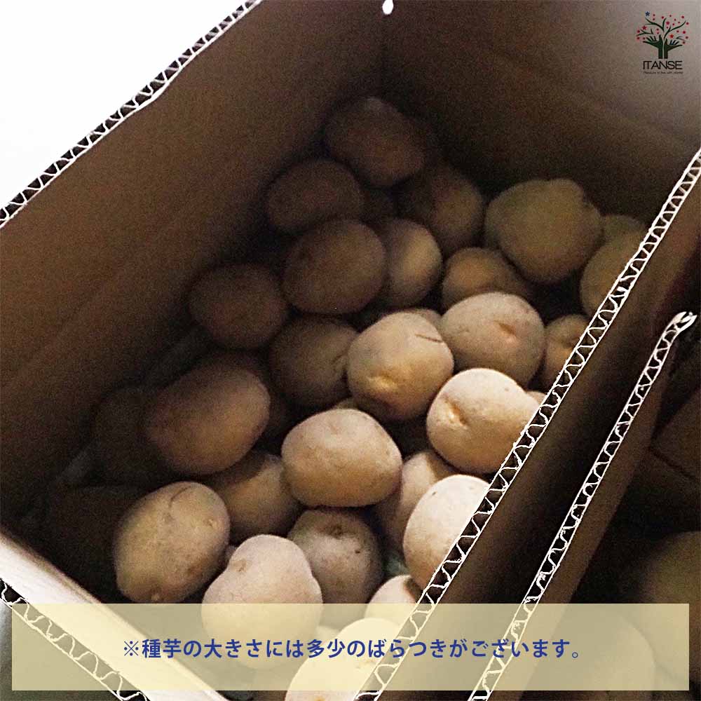 じゃがいもの種芋 とうや 【野菜種芋 】｜ 【植物のITANSE】全品