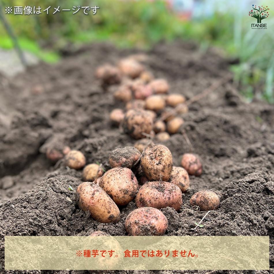 じゃがいもの種芋 とうや 【野菜種芋 】｜ 【植物のITANSE】全品