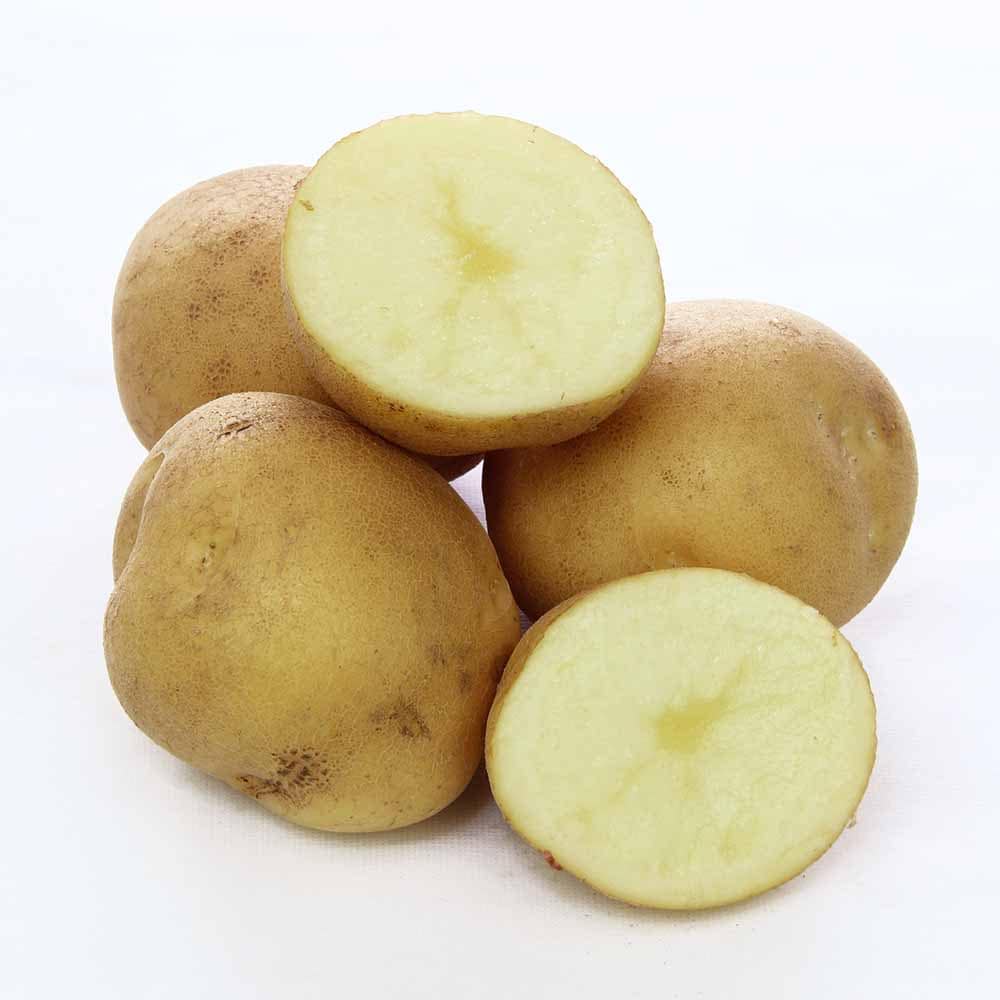 じゃがいもの種芋 とうや 【野菜種芋 】