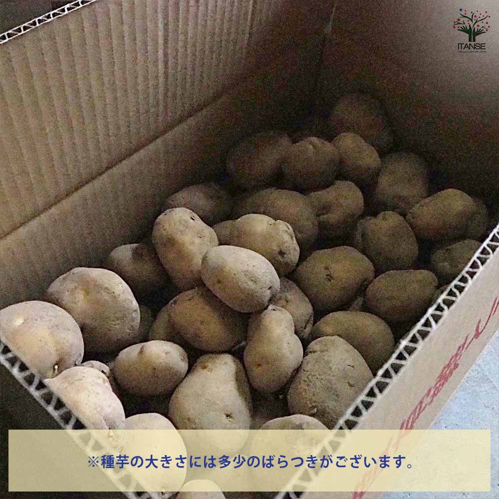 じゃがいもの種芋 ワセシロ 【野菜種芋 】｜ 【植物のITANSE