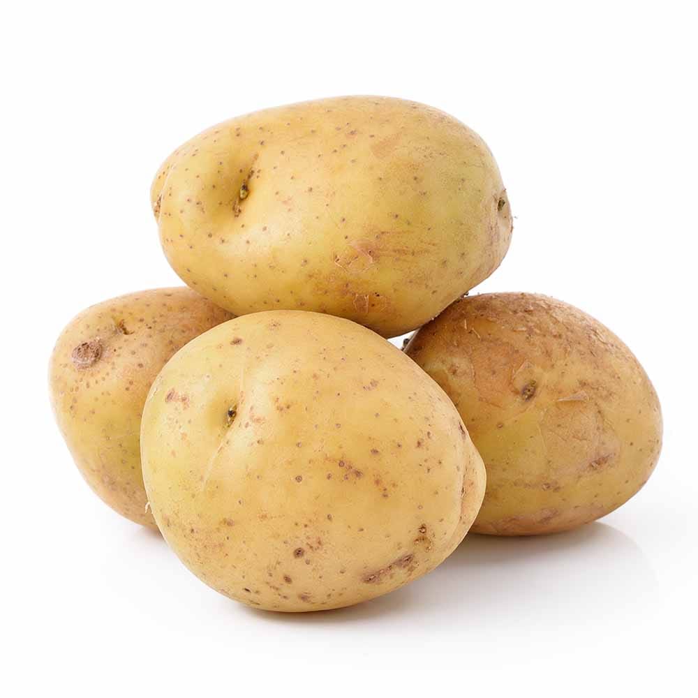 じゃがいもの種芋 ワセシロ 【野菜種芋 】