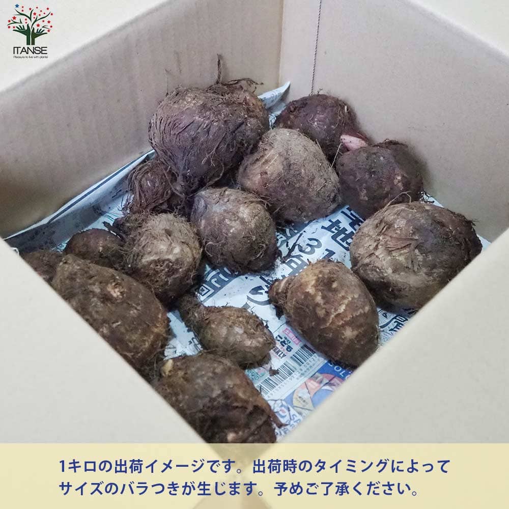 サトイモの種芋 やつこ 【野菜種芋 】｜ 【植物のITANSE】全品